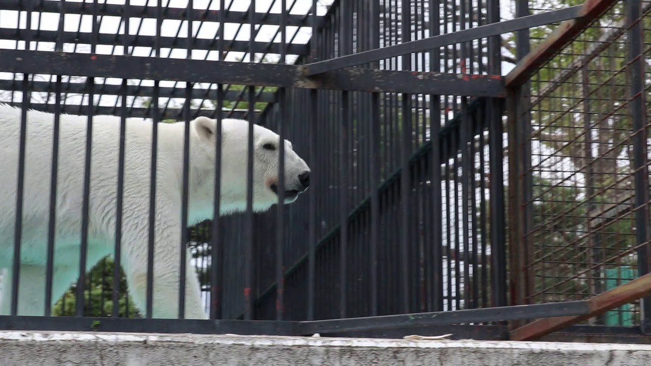 異常行動：ホッキョクグマのアイラ 常同行動（おびひろ動物園）｜動物解放団体リブ