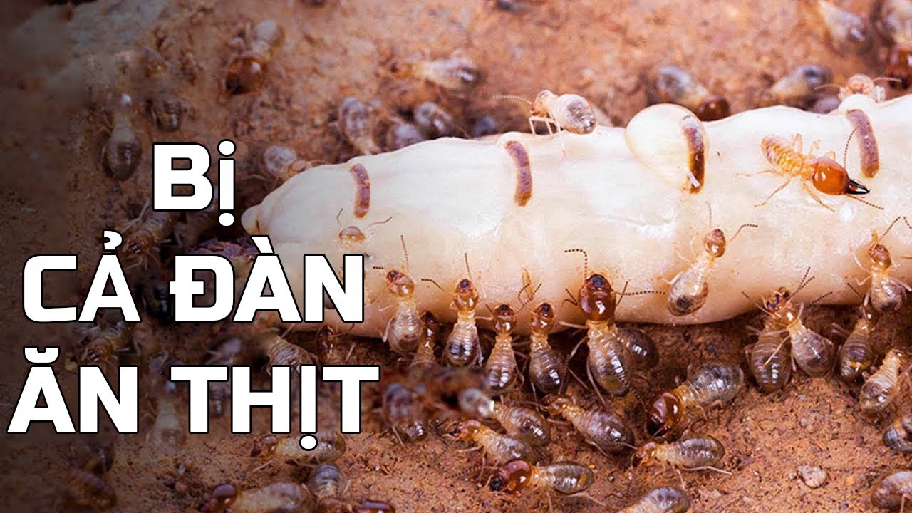 Tại Sao Mối Ch&uacute;a Bị Cả Đ&agrave;n Ăn Thịt? Thế Giới Động Vật