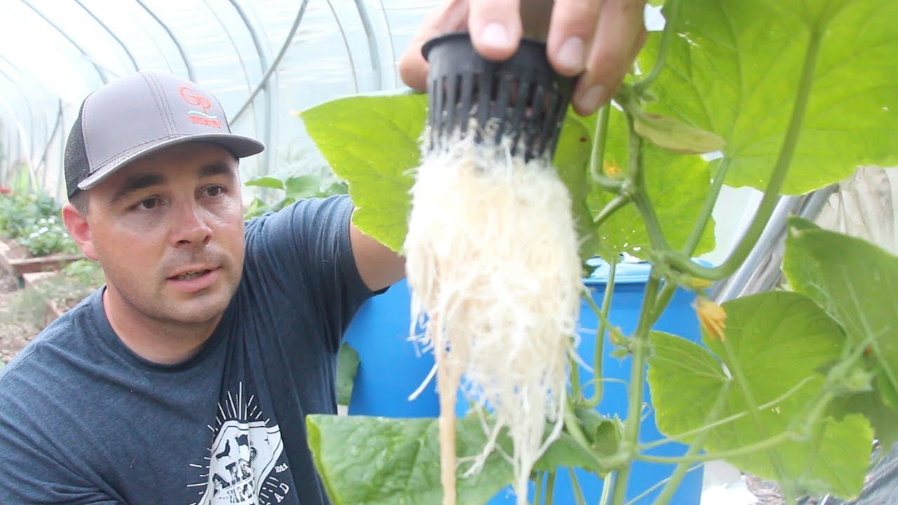 How to Grow Cucumbers in Barrels without Soil