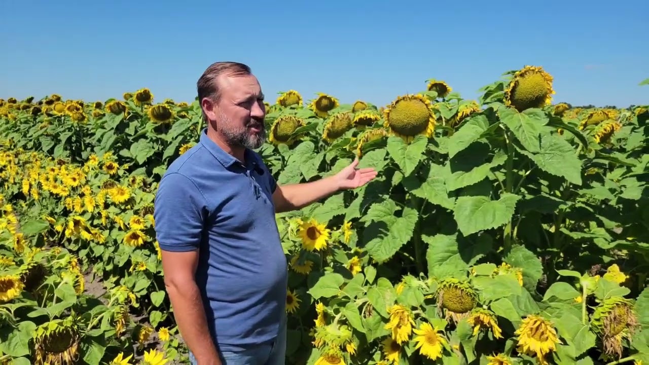 Нові гібриди соняшнику від ТОВ 