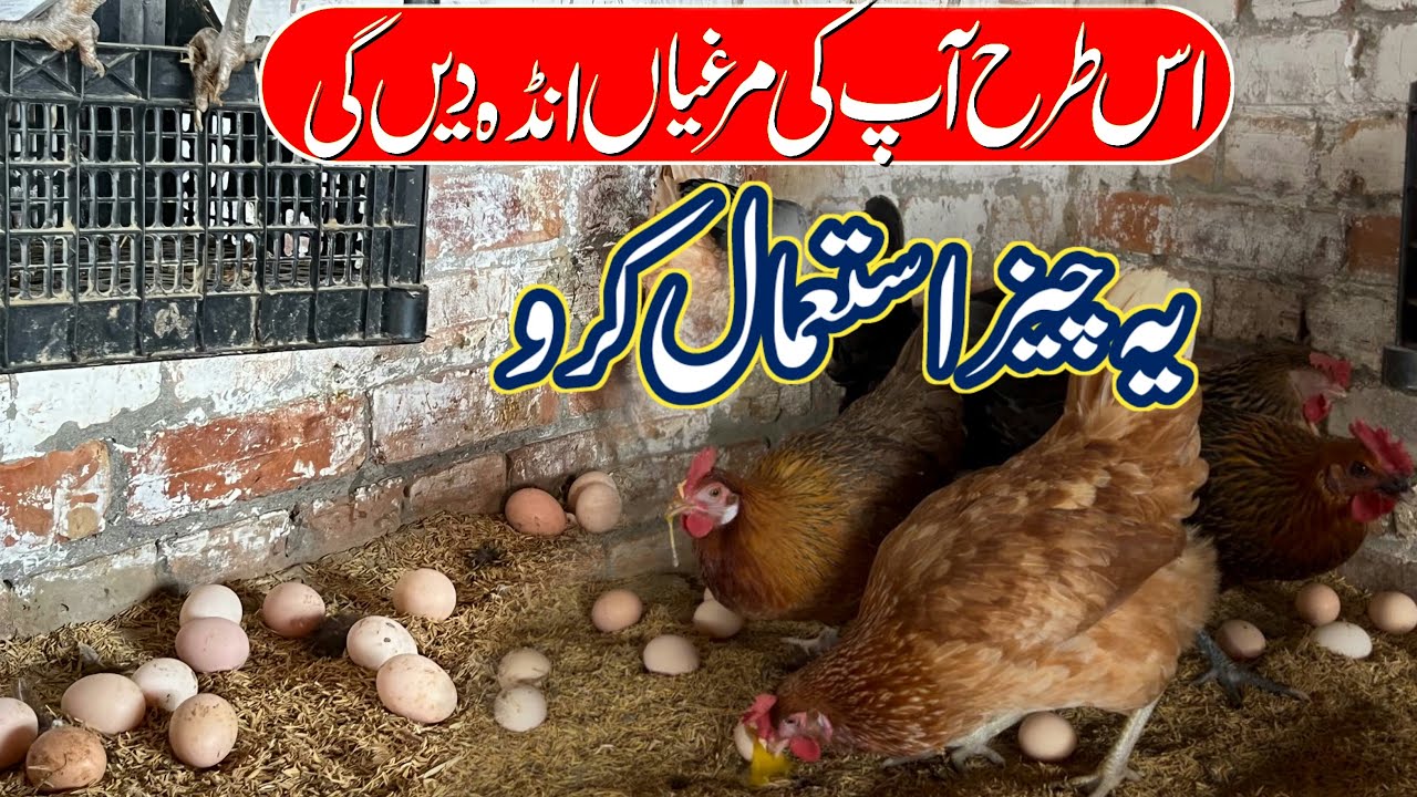 Desi Murgi Farm Punjab | Golden Misri Farming In Pakistan | Murgi Farming
