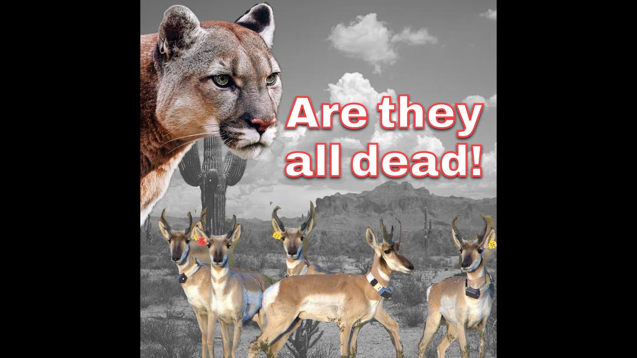 On Mules with HOUNDS looking for the Sonoran Pronghorn and its KILLER!