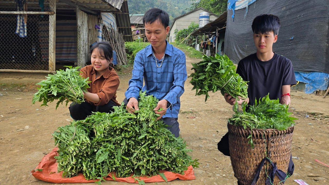Quang Lanh and his father went to pick green vegetables to sell - Then returned home to cook lunch
