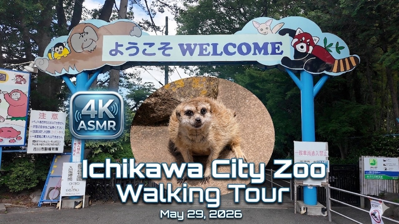 【4K ASMR】Ichikawa City Zoo Walking Tour May 29, 2026 Punch The Monkey