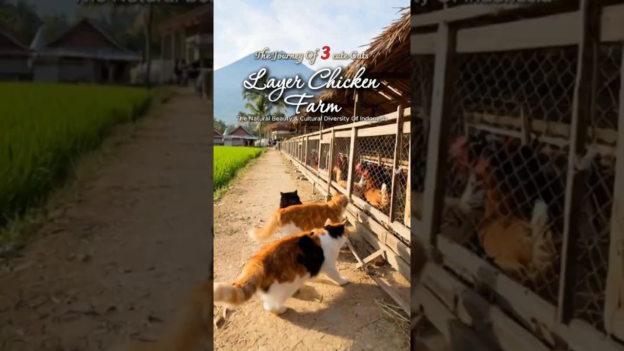 Life at an Indonesian Layer Chicken Farm with 3 Cats