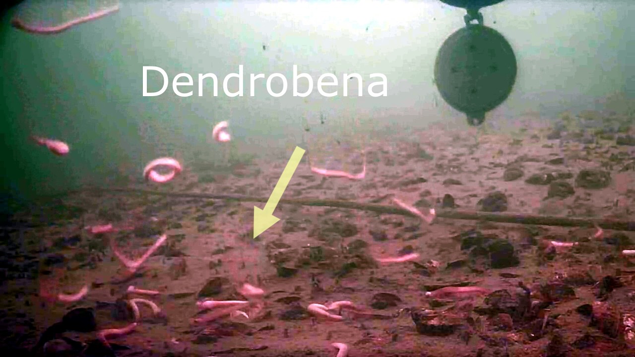 Reakcja  ryb na robaki dendrodena