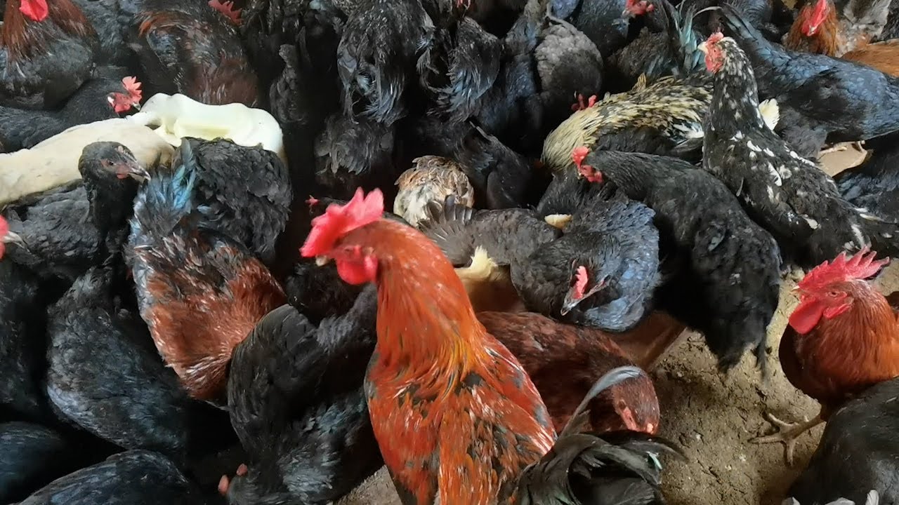TUTANDISE OMUSOMO GW'OKULUNDA ENKOKO ENGANDA - ZIFUNA KIRALU