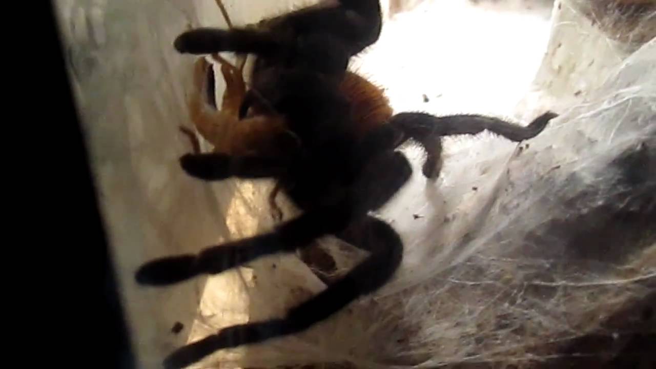 Chromatopelma cyaneopubescens Beutefang