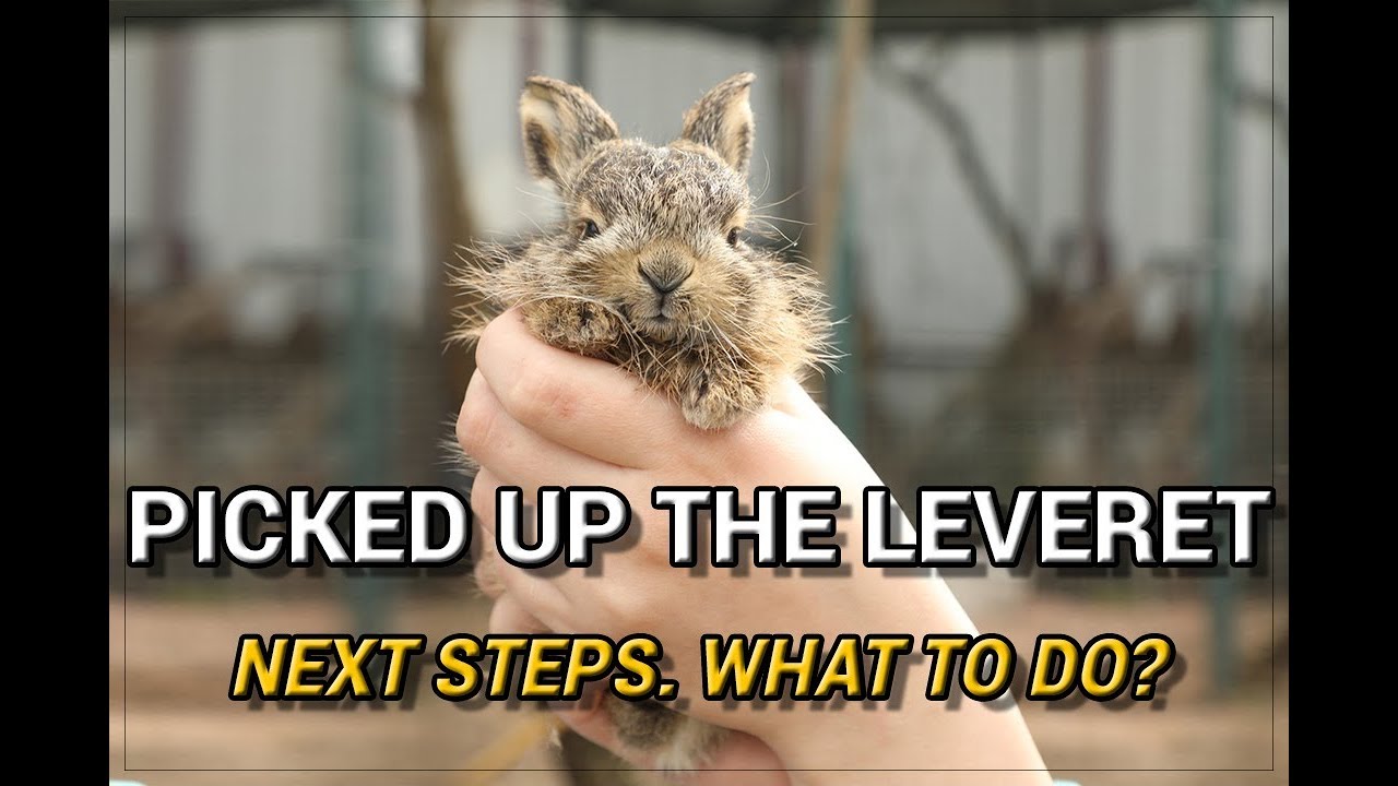 Hare in the hands of persons. What to do? Don't touch the leveret!