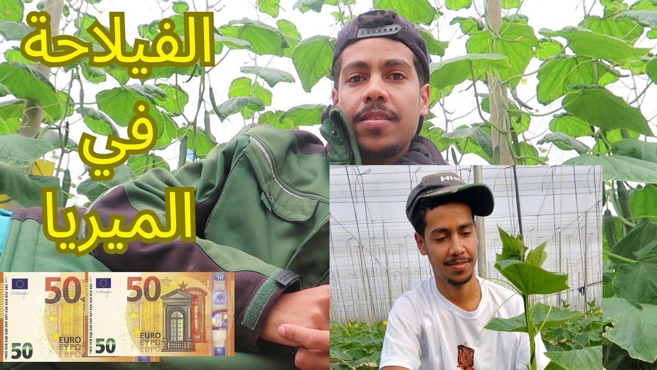 الطريقة العمل في🇪🇸 الميريا إسبانيا🇪🇸🇪🇸