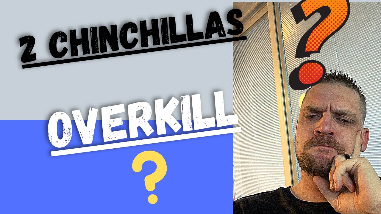 Do You Need Two Chinchillas? Can Chinchillas Live Alone?