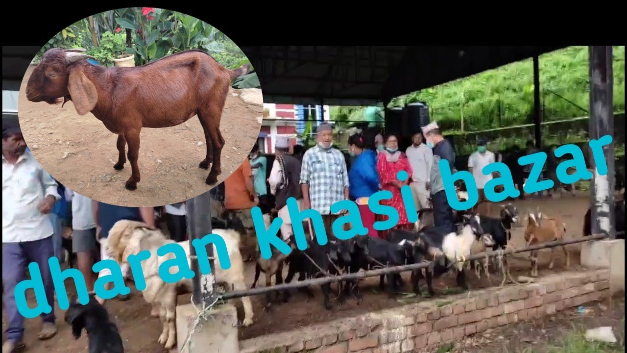 dharan krishi bazar/ khasi price in dharan city area/ different of city and village