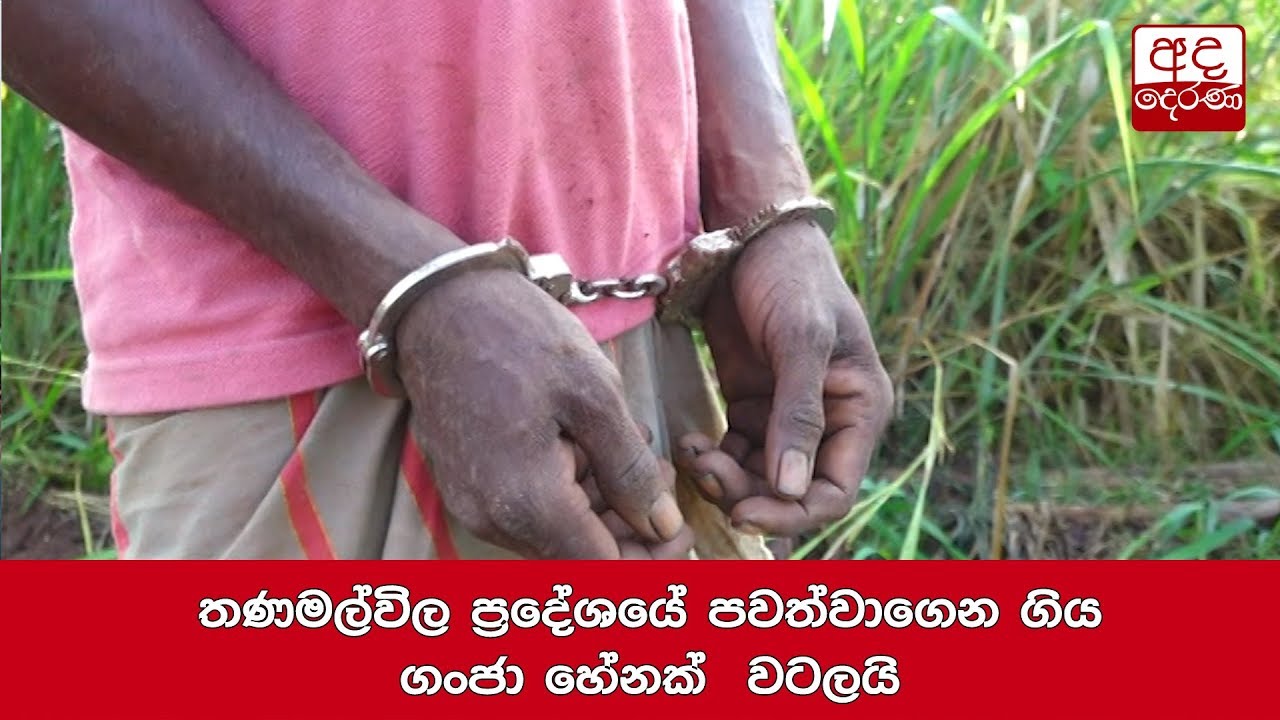 තණමල්විල ප්‍රදේශයේ පවත්වාගෙන ගිය ගංජා හේනක්  වටලයි