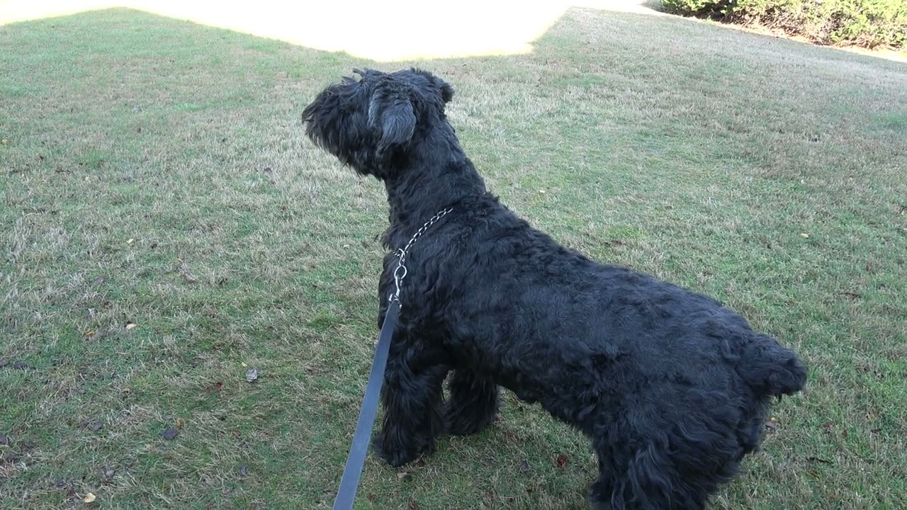 Giant Schnauzer Morning Routine