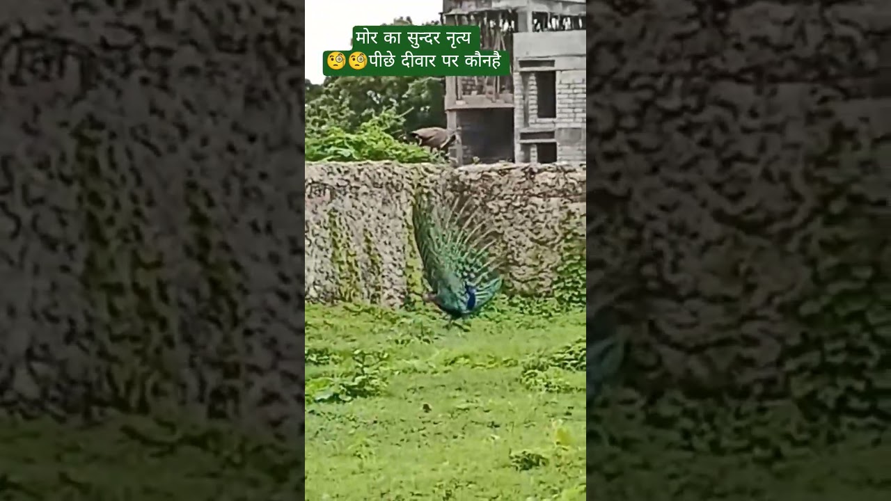 #peacock#dance #dancing#vrindavan #koi jaye jo vrindavan#like #viral#ytshorts #trending