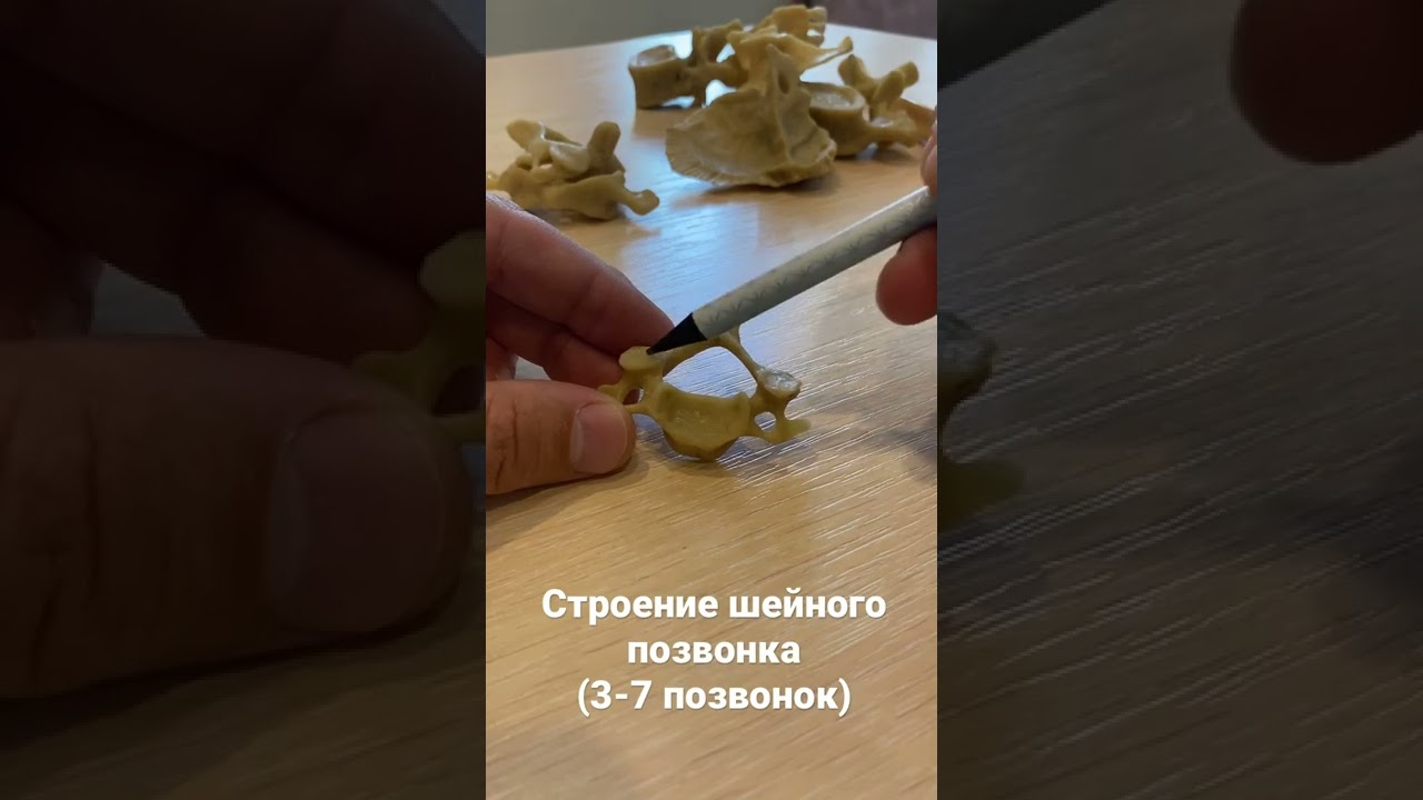 Строение шейного позвонка (3-7 позвонки)