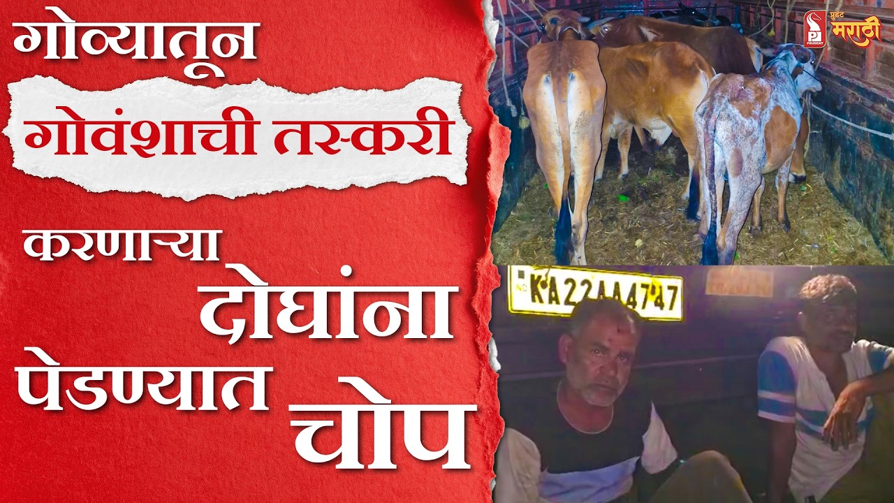 Goa Crime | गोव्यातून बेळगावला गोवंशाची तस्करी करणाऱ्या दोघांना पेडण्यात चोप