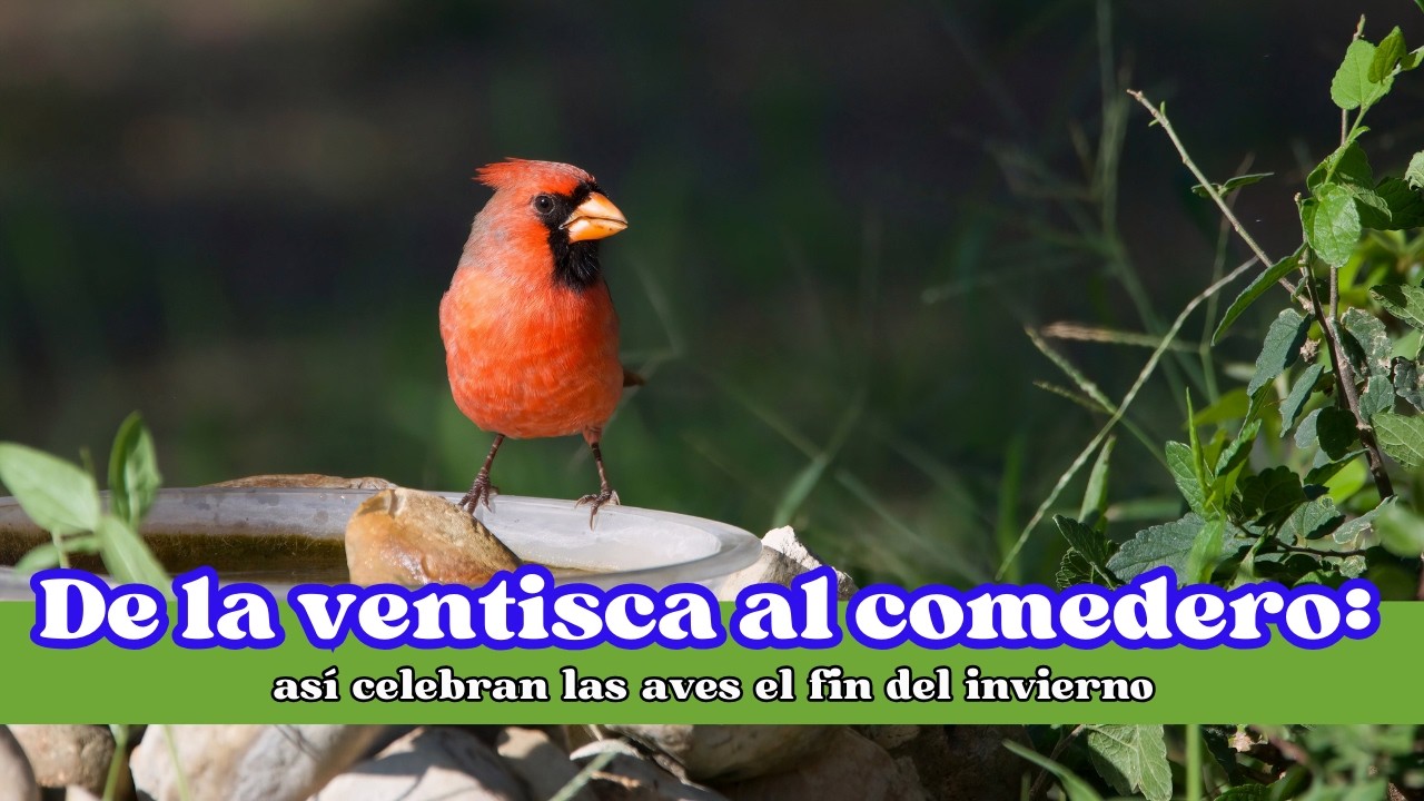 De la ventisca al comedero: así celebran las aves el fin del invierno   #aves #primavera2026