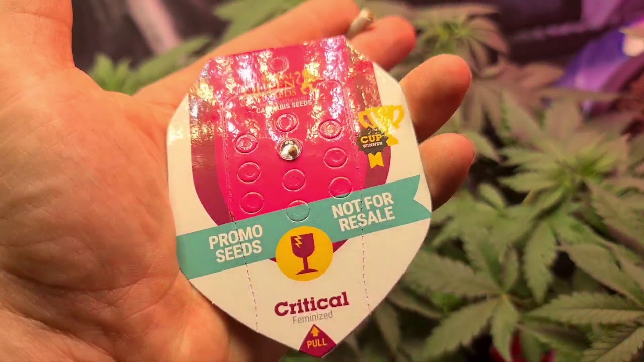 Mars Hydro Ts600 CO TU SIE DZIEJE 👀 Chuj tam byle by świątecznie 🎅 #LatającyHolender #weed #Haze