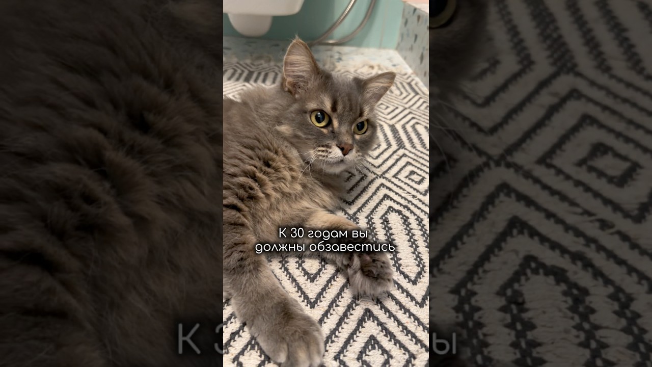 Четкий план #веселыекоты #кот #котофейка #юмор #видосыоткота #прикольныекоты #мем #красиваякошка