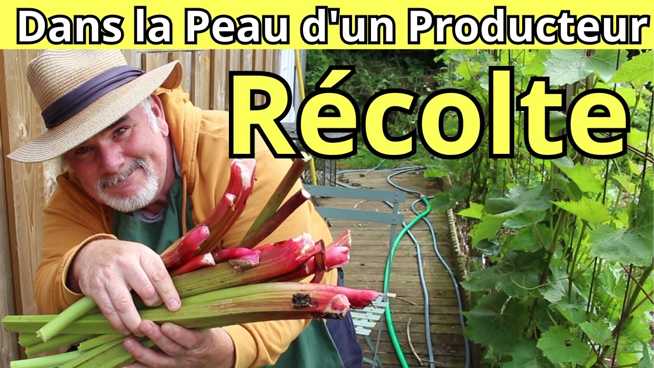 Quand et Comment Récolter la Rhubarbe ?