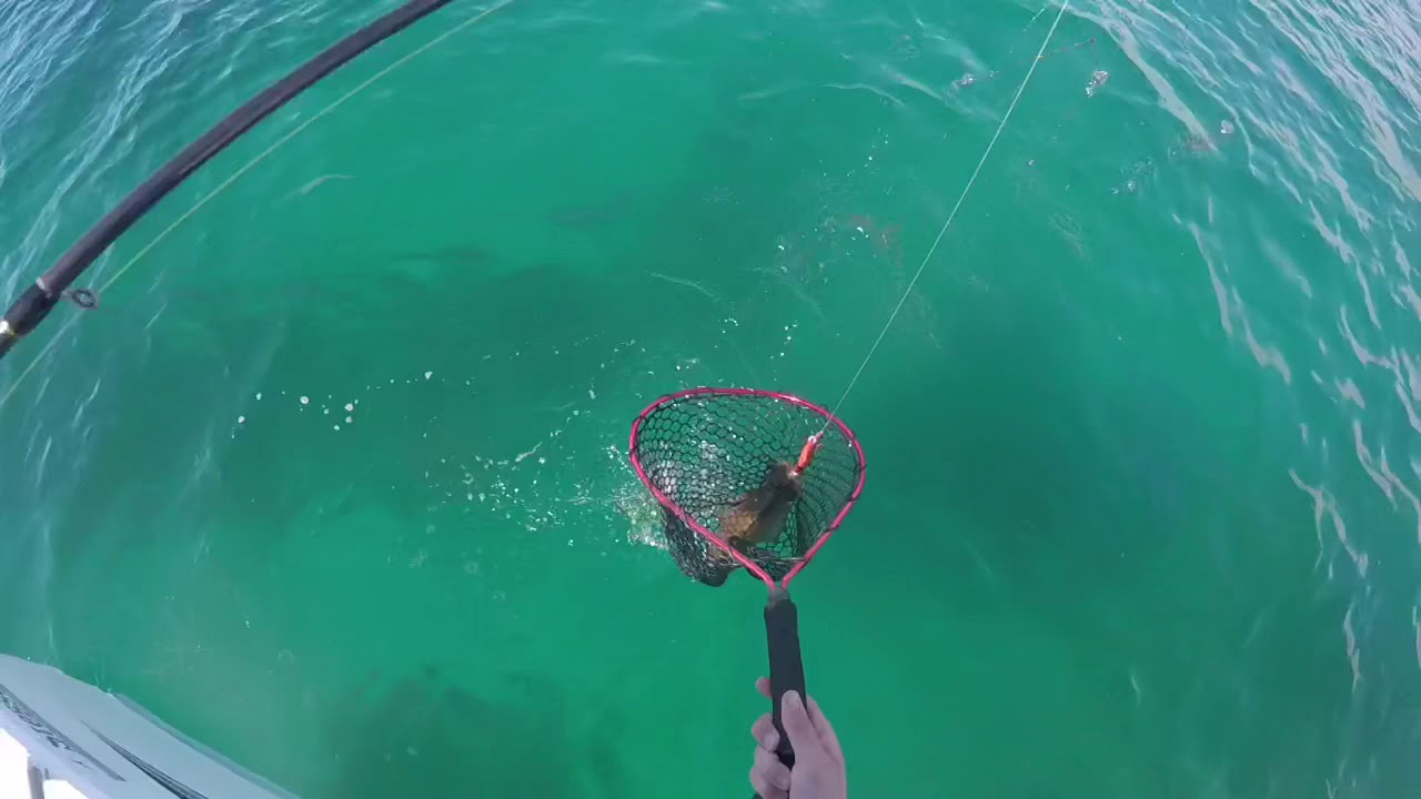 Holiday squid fishing madness part 1