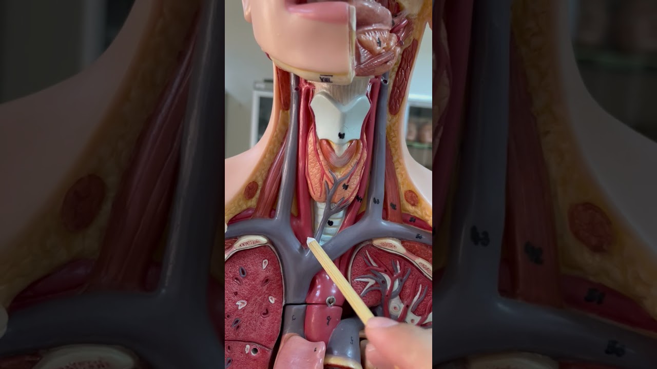 Endokrin Sistem Anatomisi