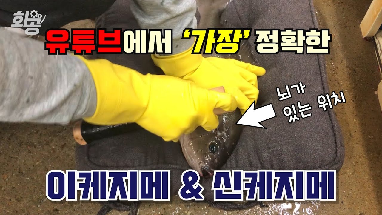 여려분이 알고 있는 이케지메/신케지메는 틀렸습니다