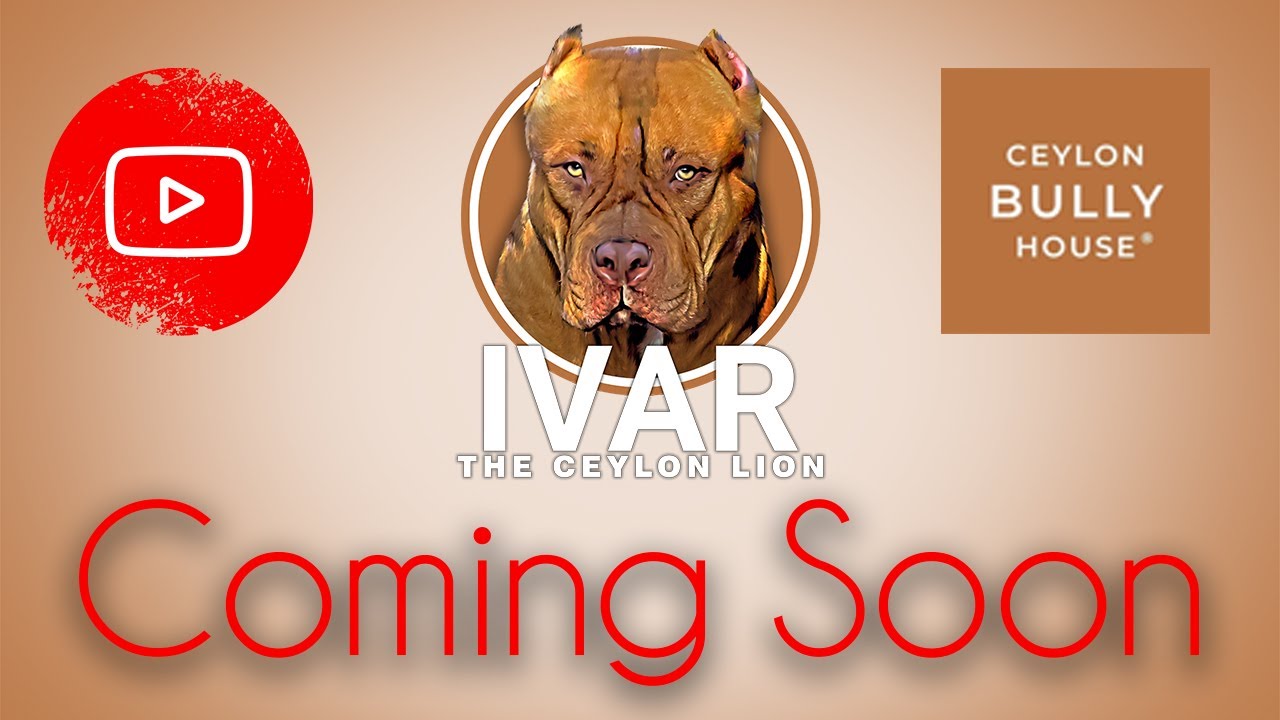 IVAR - The Ceylon Lion  COMING SOON