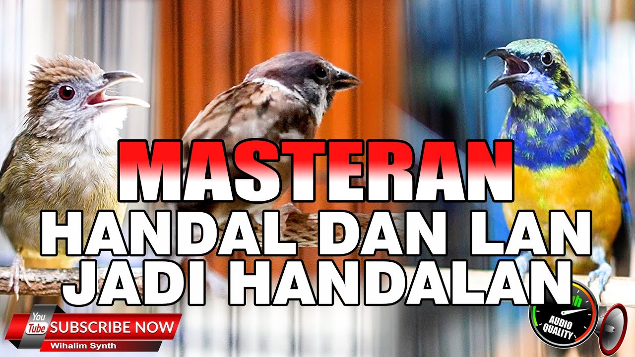 MASTERAN ANDALAN SEMUA JENIS BURUNG TERUTAMA MURAI BATU & CUCAK IJO ASLI SUPER MEWAH JERNIH PANJANG