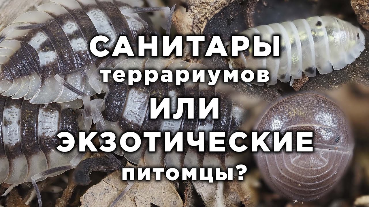 САНИТАРЫ ТЕРРАРИУМОВ ИЛИ НЕОБЫЧНЫЕ ЭКЗОТИЧЕСКИЕ ЖИВОТНЫЕ? МОКРИЦЫ!
