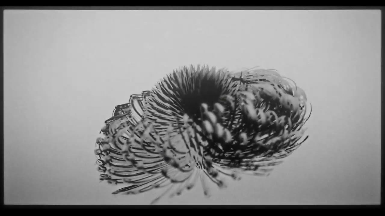 Entre Delfines (Official Music Video)