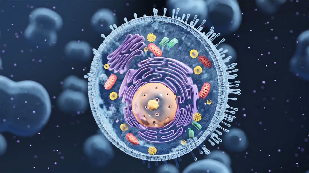 Autophagy - The orderly degradation and recycling of cellular components