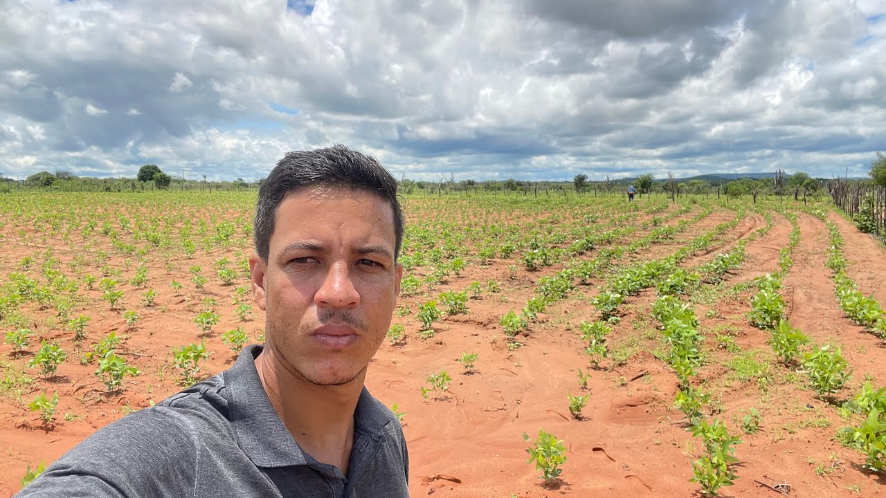 APÓS DIAS DE CHUVAS NO SERTÃO O NORDESTINO CUIDA DO FEIJÃO PLANTADO