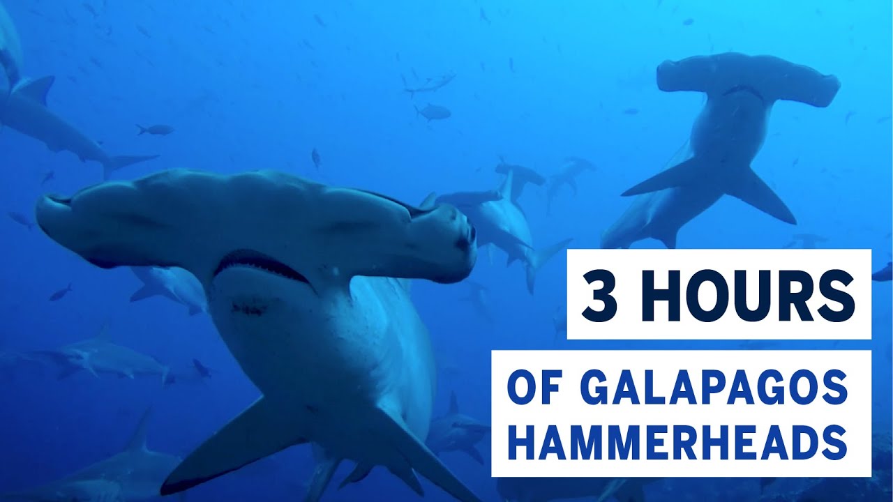 THREE HOURS of the World's Best Dive: Thousands of Hammerhead Sharks in the Galapagos Islands