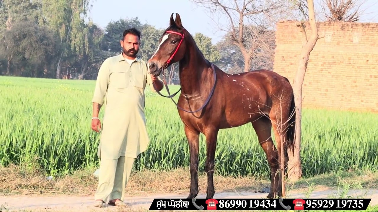 ਘੋਲੀਏ ਵਾਲੇ ਫੇਰ ਲੈ ਆਏ ਜਾਇਜ ਰੇਟ ਦੇ ਨੌ ਨਗ ਰੇਟ 45 ਹਜ਼ਾਰ ਤੋਂ ਸ਼ੁਰੂ ਸਾਰਿਆਂ ਦਾ ਰੇਟ ਵੀਡੀਓ ਦੇ ਵਿੱਚ ❤️