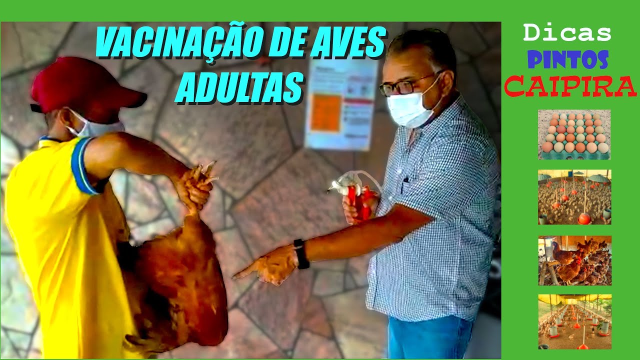 Fácil: Vacinação de Galinhas Poedeiras Adultas - Como Fazer? | Pintos Caipira #vacinação #galinhas