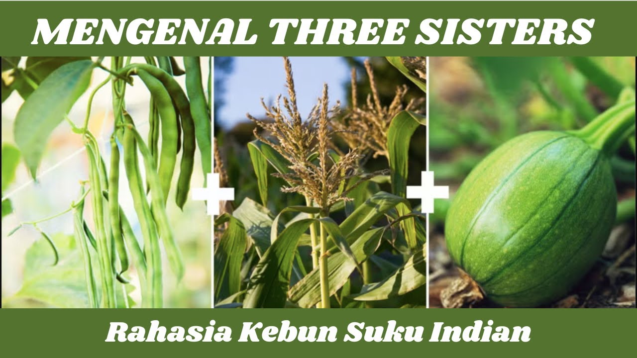 Mengenal Three Sisters: Pertanian Tradisional Benua Amerika yang Masih Relevan hingga saat ini.