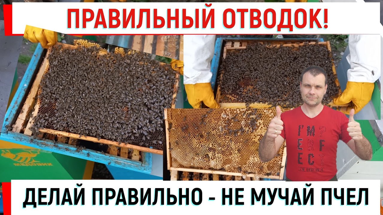 Делай ПРАВИЛЬНЫЙ отводок! Не мучай пчел!