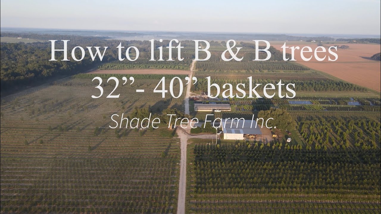 Lifting Field Grown Trees (B&B) basket sizes 32”-40”