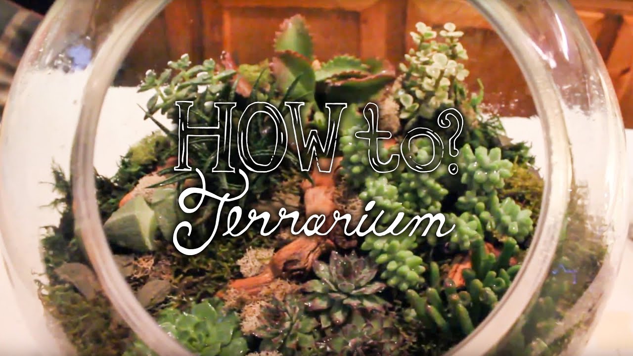 Make a Succulent Terrarium - How to Terrarium ep. 1