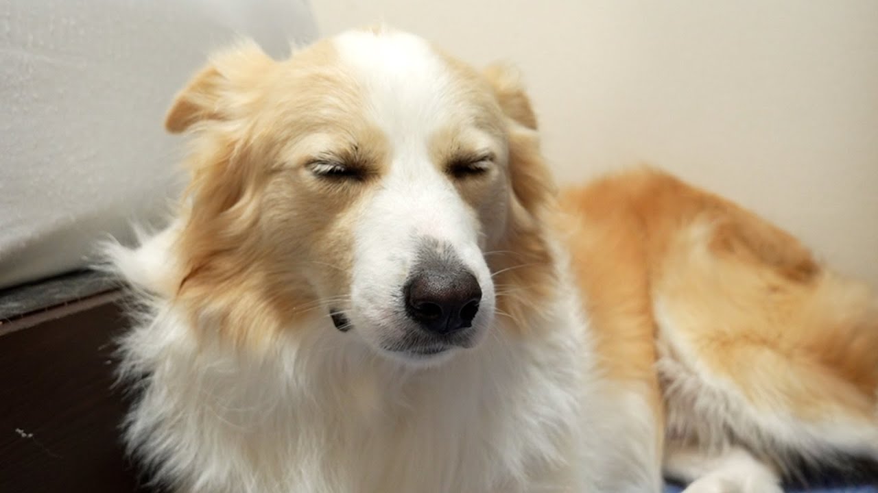 都合が悪くなると目をギュッと瞑って寝たふりする犬【#ボーダーコリー・#ゴールデンレトリバー】