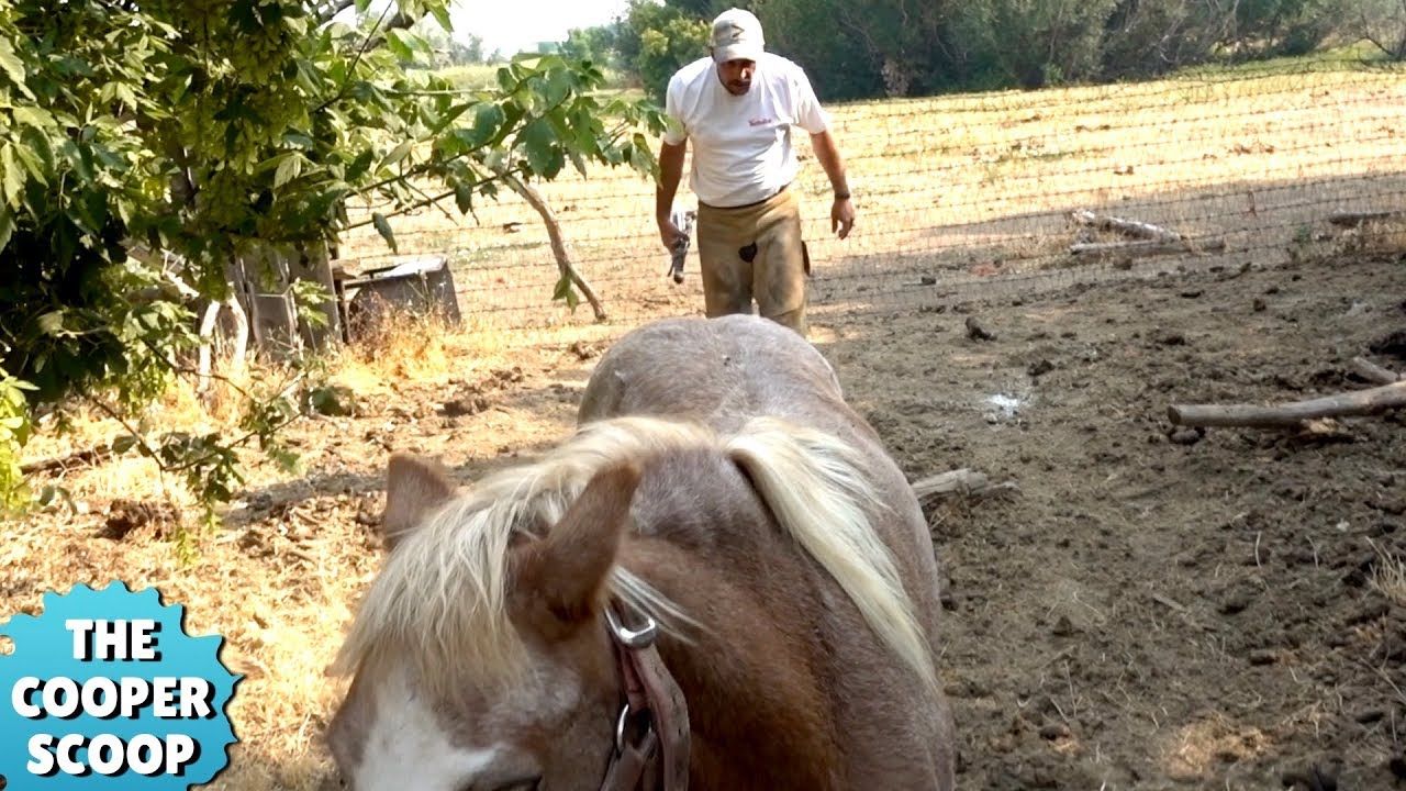 What The Farrier Does Next Will Shock You