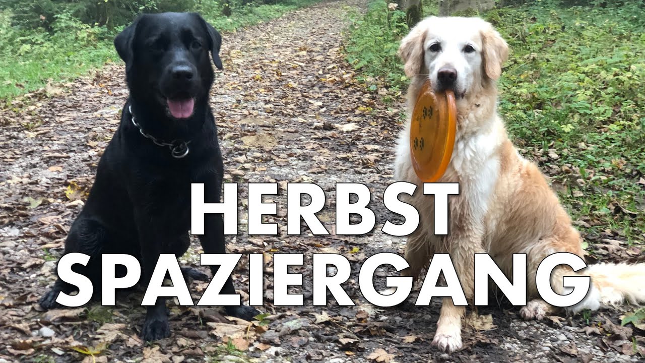 Cedric der Labrador - 129 | Herbstspaziergang