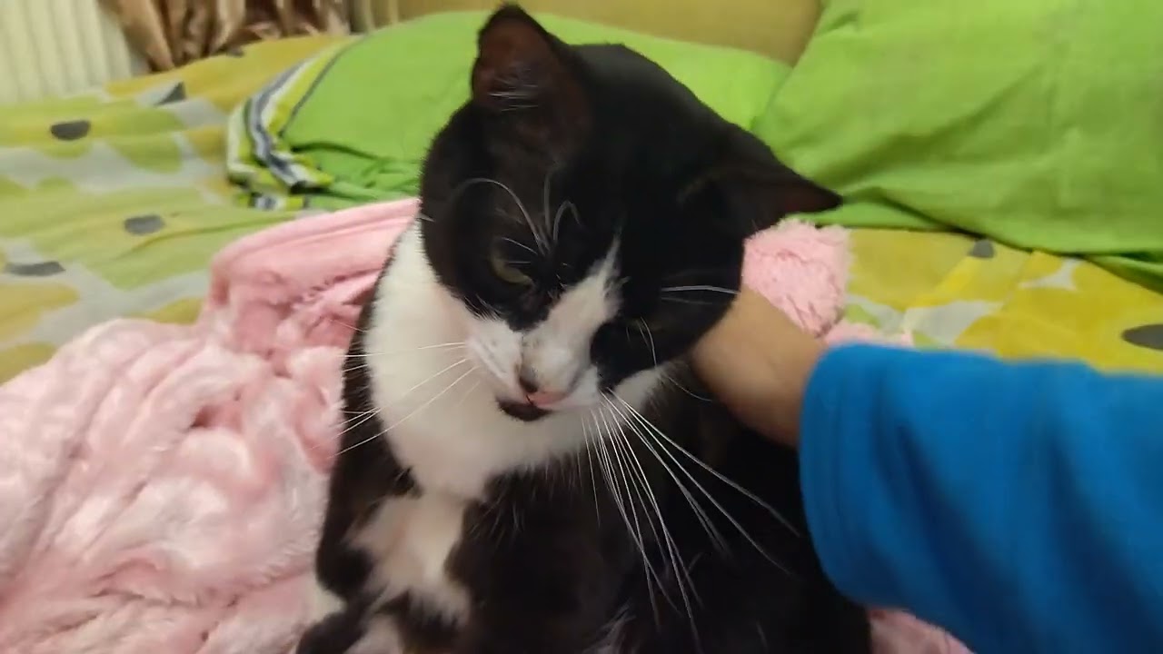 Beautiful Cat Sleeping on Pink Blankets
