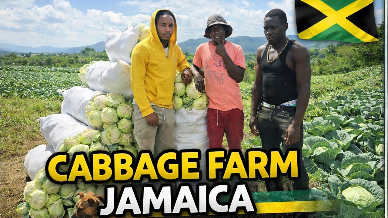 RAW VIDEO OF FARMER HARVESTING CABBAGE ON  FARM  JAMAICA COUNTRY SIDE 