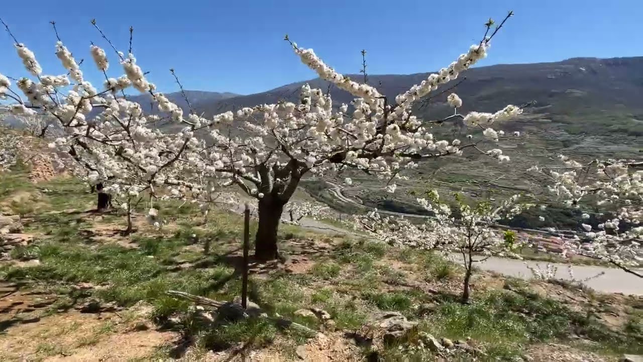 410 SP Valle de Jerte