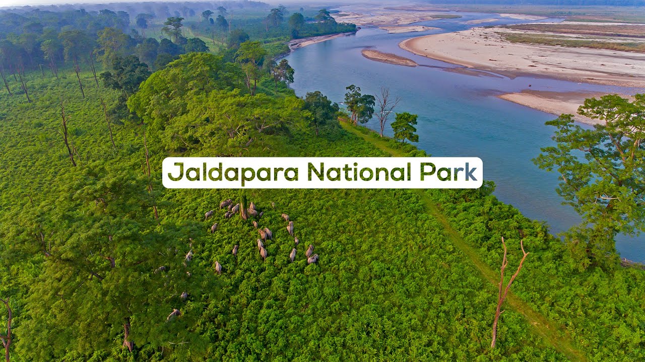 Explore the Beauty of Jaldapara: Gateway to Northeast India |Wildlife Adventures |@RoundglassSustain