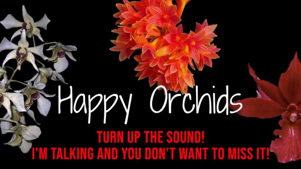 July 2018 Orchid Giveaway With Mark Reinke of Marble Branch Farms