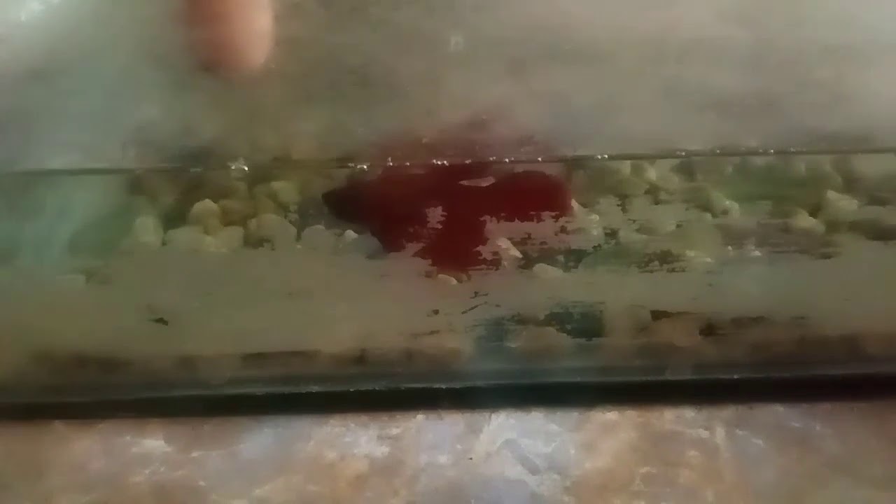 ninja Betta 🐠